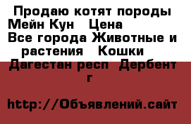 Продаю котят породы Мейн Кун › Цена ­ 12 000 - Все города Животные и растения » Кошки   . Дагестан респ.,Дербент г.